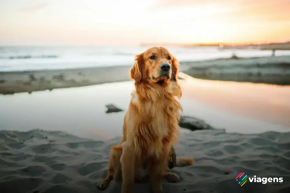 como transportar cachorro em viagem