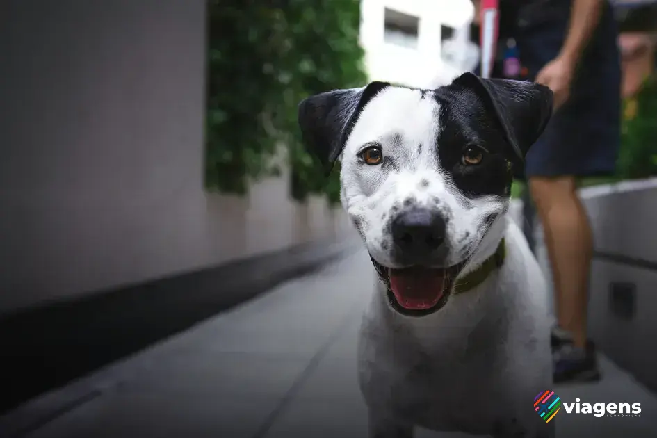 como viajar com cachorro de aviao