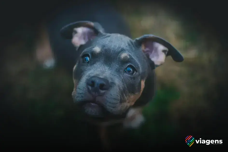 Conheça os cuidados necessários para garantir a segurança do seu cachorro durante o voo