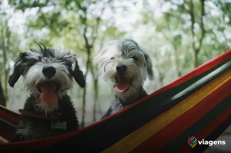 Cuidados importantes a se ter ao viajar com cachorro de carro