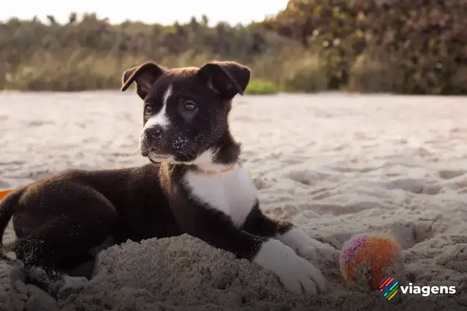 Descubra as regras e regulamentações para viajar com seu cachorro de avião