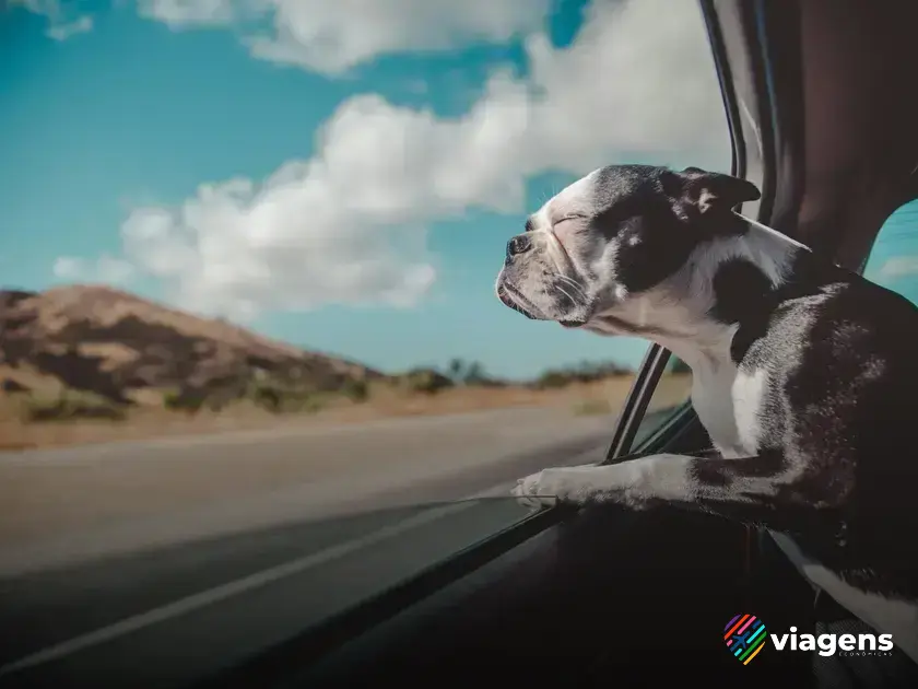 Documentação necessária para viajar com seu cachorro