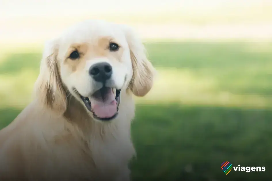 Itens essenciais que não podem faltar na bagagem do seu cachorro para a viagem de carro