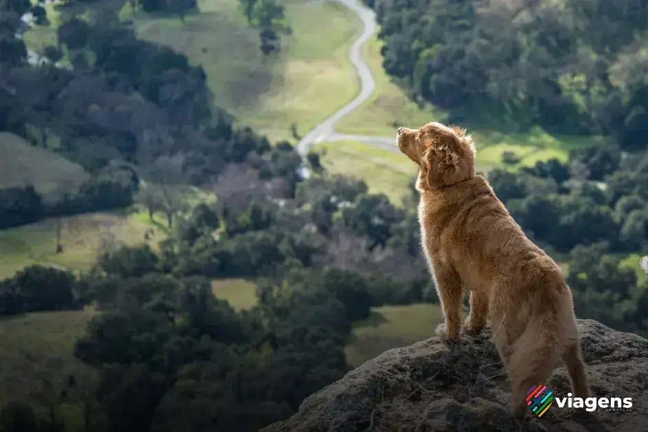 o que precisa para viajar com cachorro de carro