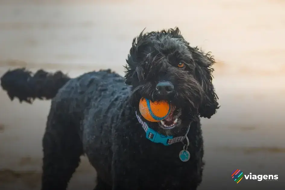 Os melhores meios de transporte para levar seu cachorro em uma viagem