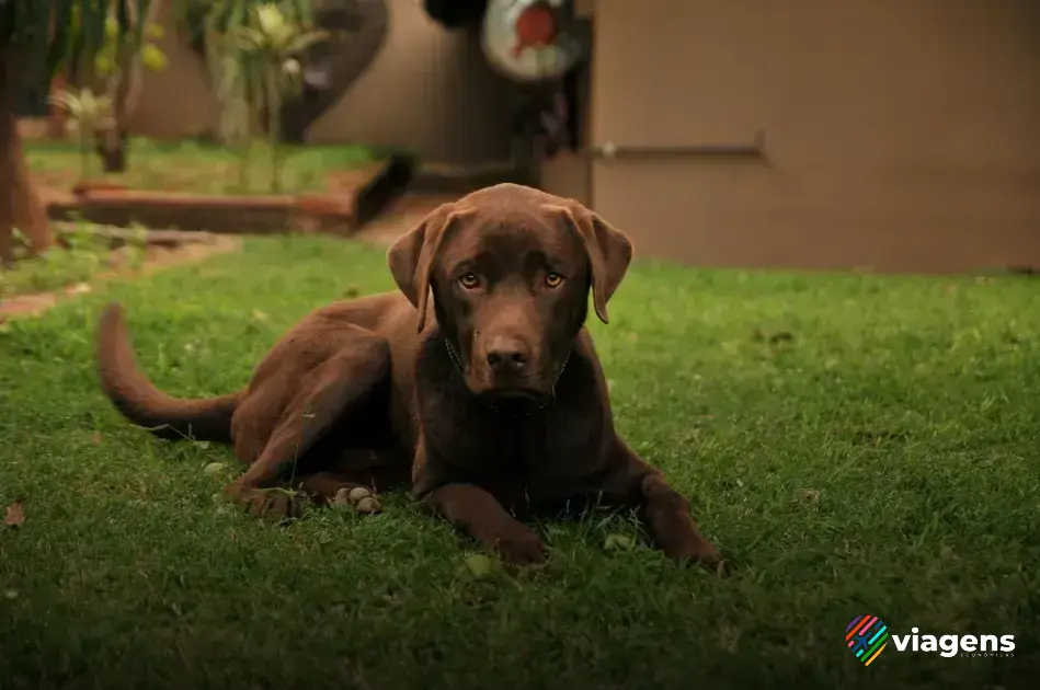 Preparando o veículo para uma viagem segura com seu cachorro