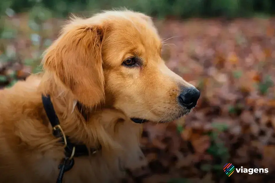 quanto custa para levar cachorro no aviao